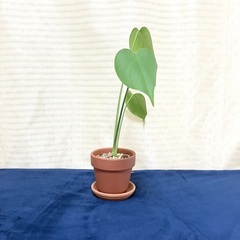 【夢物語工房】モンステラ・タウェリーの画像