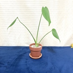 【夢物語工房】モンステラ・タウェリーの画像