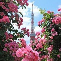 40・50代 東京散歩♪ ～1人参加～【芝公園】💖