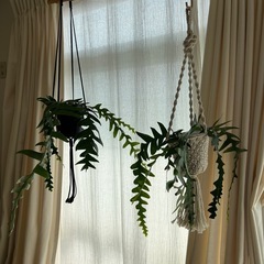 観葉植物　エピフィラムクリソカルディウムの画像