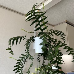 観葉植物　エピフィラムクリソカルディウムの画像
