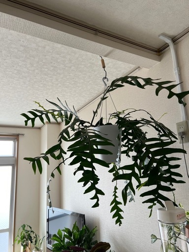 観葉植物　エピフィラムクリソカルディウム