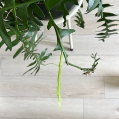 観葉植物　エピフィラムクリソカルディウムの画像