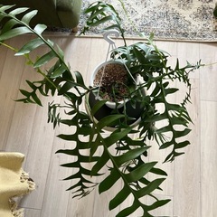 観葉植物　エピフィラムクリソカルディウムの画像