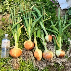 【農家直接販売】いろんな野菜や穀物　購入可能！ - 地元のお店