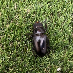 ギラファノコギリクワガタ成虫♂♀♀トリオの画像
