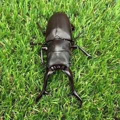 ギラファノコギリクワガタ成虫♂♀♀トリオの画像