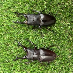 ギラファノコギリクワガタ成虫♂♀♀トリオの画像