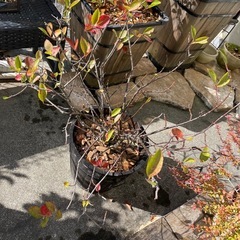 アロニアベリーの木の画像
