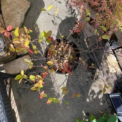 アロニアベリーの木の画像