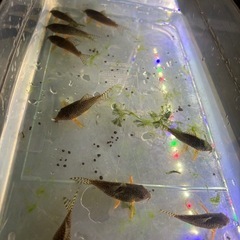 コリドラス　ステルバイ9匹