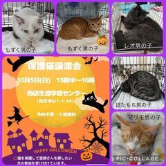 猫の譲渡会★ 10/5(日) 名古屋市 西区 