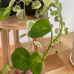 観葉植物4点セットの画像