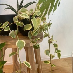 観葉植物4点セットの画像