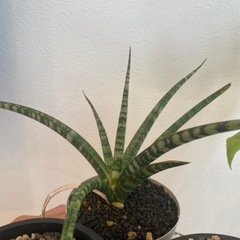 観葉植物4点セットの画像