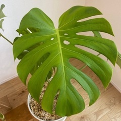 観葉植物4点セットの画像