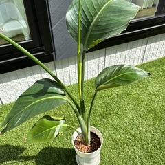 ストレリチア　オーガスタ　観葉植物　植物の画像