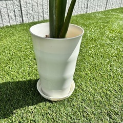 ストレリチア　オーガスタ　観葉植物　植物の画像