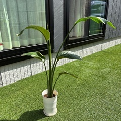 ストレリチア　オーガスタ　観葉植物　植物の画像