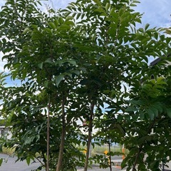 植木 庭木の画像