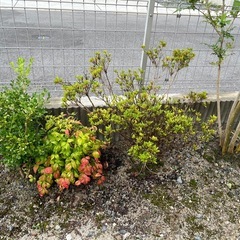植木 庭木の画像
