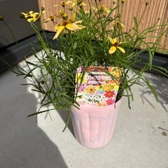 コレオプシス 5つ 花 苗 ガーデニング 花壇の画像