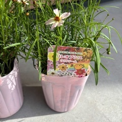 コレオプシス 5つ 花 苗 ガーデニング 花壇の画像