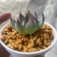 桃太郎　植物の画像