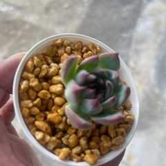 桃太郎　植物の画像