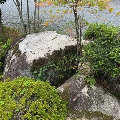 庭石の画像