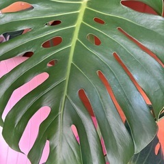モンステラの植木の画像