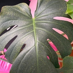 モンステラの植木の画像