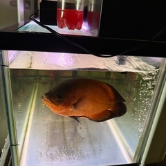 90スリム水槽と上部フィルターセットです。の画像