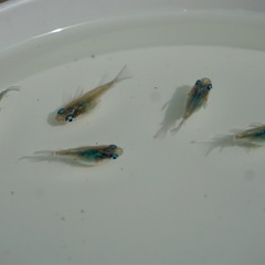 【サービス価格】《メダカ》しずく(ダルマ体型)　若魚5匹の画像