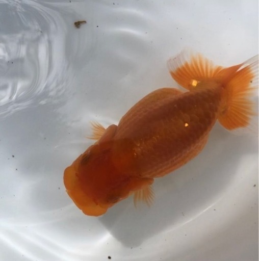 極太系統 らんちゅう 当歳