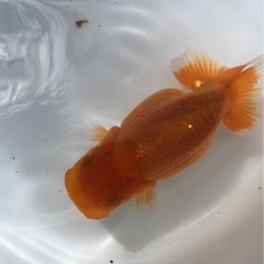 極太系統 らんちゅう 当歳の画像