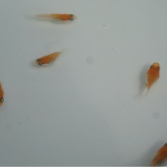 【受け渡し者様決定】《メダカ》紅白メダカ(ダルマ体型) 若魚5匹の画像