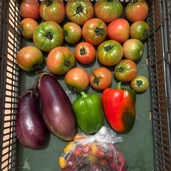 朝一収穫した傷物🍅と🫑と🍆とミニトマト