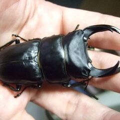 大型血統！能勢産オオクワガタ ♂74.3ミリの画像