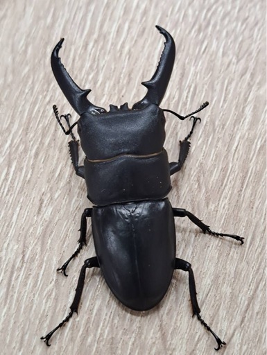ツシマヒラタクワガタ ペア