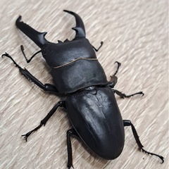 ツシマヒラタクワガタ ペアの画像