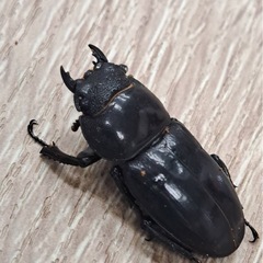 ツシマヒラタクワガタ ペアの画像