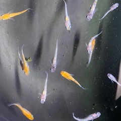 メダカ　坂出三色ラメの画像