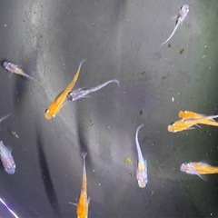 メダカ　坂出三色ラメの画像