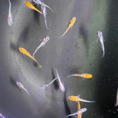 メダカ　坂出三色ラメの画像