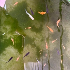 めだかの画像