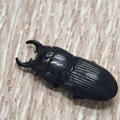 チェリフェルネブトクワガタ ペアの画像