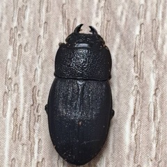 チェリフェルネブトクワガタ ペアの画像