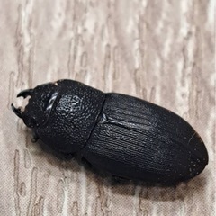 チェリフェルネブトクワガタ ペアの画像