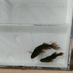 阿形・吽形メダカ【幼魚10匹】の画像